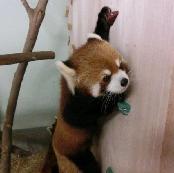 大牟田市動物園2