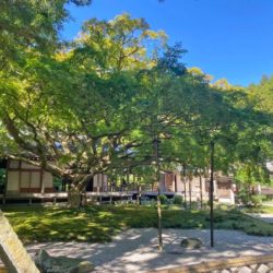 雷山千如寺大悲王院大楓1